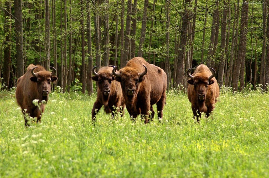 Bialowieza National Park - bisons