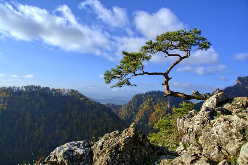 Montañas Pieniny - Cumbre de Sokolica