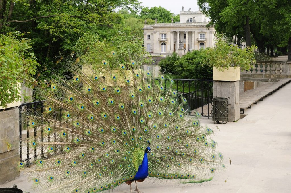 Warsaw - Lazienki Royal Park